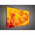 Obraz na plátne obdĺžnik - OB0133 - Oranžová ruža