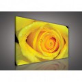 Obraz na plátne obdĺžnik - OB0137 - Žltá ruža