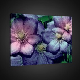 Obraz na plátne obdĺžnik - OB0710 - Fialové kvety