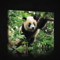 Obraz na plátne obdĺžnik - OB0862 - Panda