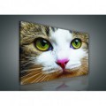 Obraz na plátne obdĺžnik - OB0884 - Mačka