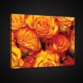 Obraz na plátne obdĺžnik - OB0902 - Oranžové ruže