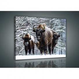 Obraz na plátne obdĺžnik - OB0937 - Byvol