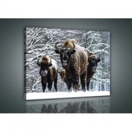 Obraz na plátne obdĺžnik - OB0937 - Byvol