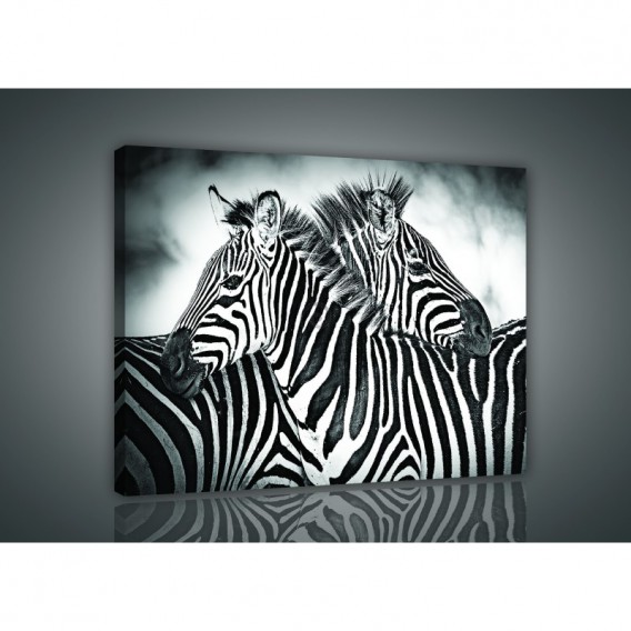 Obraz na plátne obdĺžnik - OB0951 - Zebry