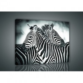 Obraz na plátne obdĺžnik - OB0951 - Zebry