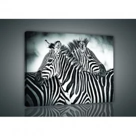 Obraz na plátne obdĺžnik - OB0951 - Zebry