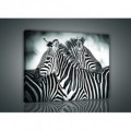 Obraz na plátne obdĺžnik - OB0951 - Zebry