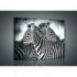Obraz na plátne obdĺžnik - OB0951 - Zebry