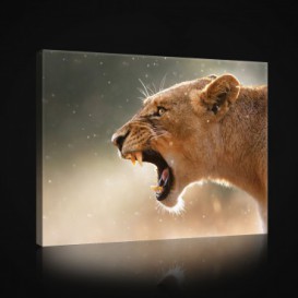 Obraz na plátne obdĺžnik - OB0953 - Lev