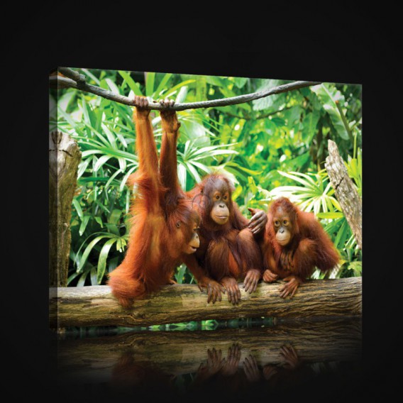 Obraz na plátne obdĺžnik - OB0957 - Opice