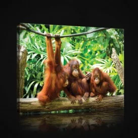 Obraz na plátne obdĺžnik - OB0957 - Opice