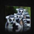 Obraz na plátne obdĺžnik - OB0960 - Lemury