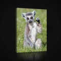 Obraz na plátne obdĺžnik - OB0961 - Lemur