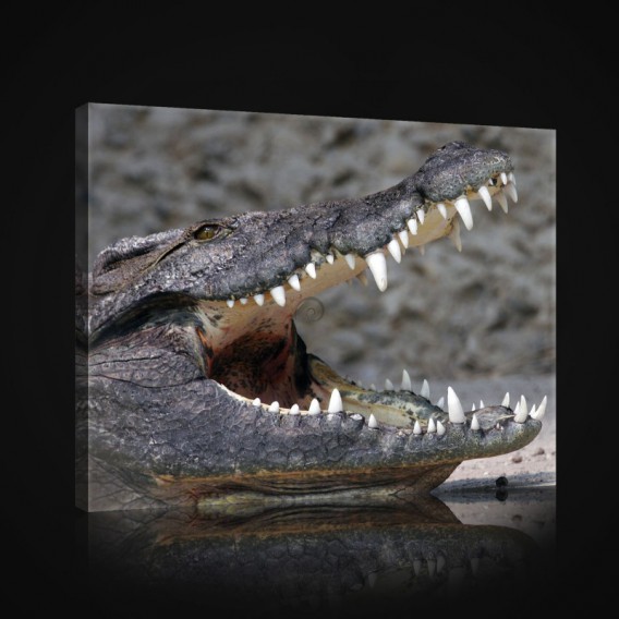 Obraz na plátne obdĺžnik - OB0962 - Krokodíl