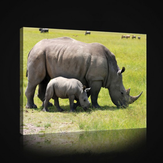 Obraz na plátne obdĺžnik - OB0964 - Nosorožce