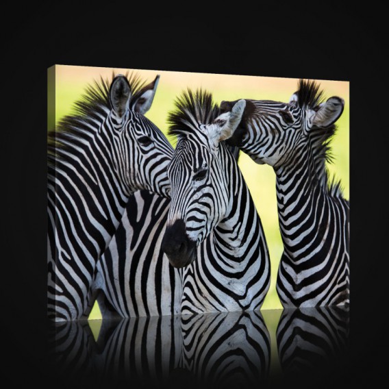 Obraz na plátne obdĺžnik - OB0969 - Zebry