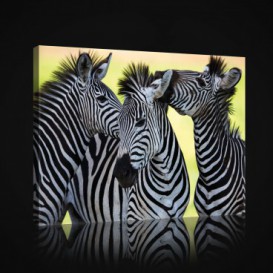 Obraz na plátne obdĺžnik - OB0969 - Zebry