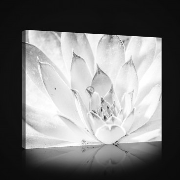Obraz na plátne obdĺžnik - OB0972 - Biely kvet