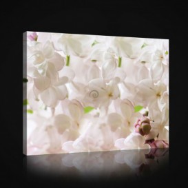 Obraz na plátne obdĺžnik - OB0984 - Biele kvety