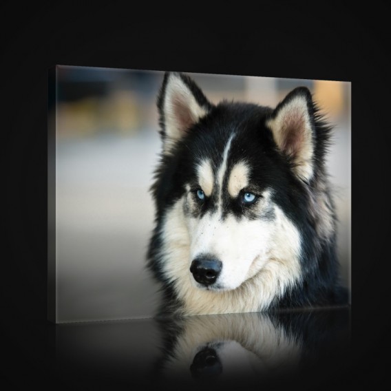 Obraz na plátne obdĺžnik - OB1018 - Pes