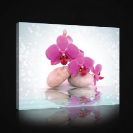 Obraz na plátne obdĺžnik - OB1023 - Ružový kvet s kamienkami