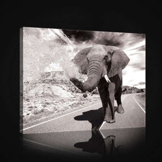 Obraz na plátne obdĺžnik - OB1031 - Slon