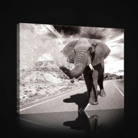 Obraz na plátne obdĺžnik - OB1031 - Slon