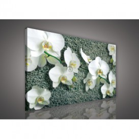 Obraz na plátne obdĺžnik - OB1068 - Biele kvety