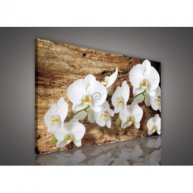 Obraz na plátne obdĺžnik - OB1069 - Biele kvety