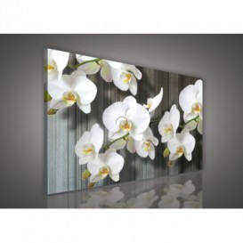 Obraz na plátne obdĺžnik - OB1071 - Biele kvety