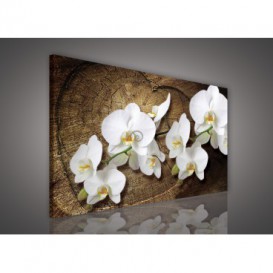 Obraz na plátne obdĺžnik - OB1072 - Biele kvety