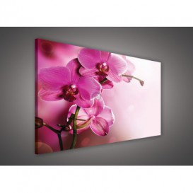 Obraz na plátne obdĺžnik - OB1078 - Ružové kvety