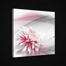 Obraz na plátne štvorec - OB1901 - Bielo ružový kvet