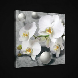 Obraz na plátne štvorec - OB1916 - Biele kvety