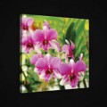 Obraz na plátne štvorec - OB1928 - Ružová orchidea