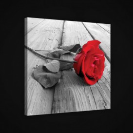 Obraz na plátne štvorec - OB1949 - Ruža