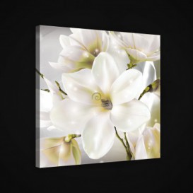 Obraz na plátne štvorec - OB1972 - Biele kvety