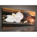 Obraz na plátne panoráma - OB2185 - Biely kvet a kamienky