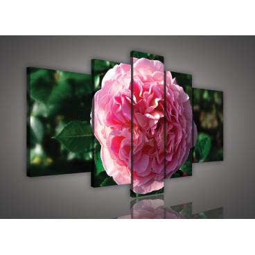 Obraz na plátne viacdielny - OB2556 - Ružový kvet