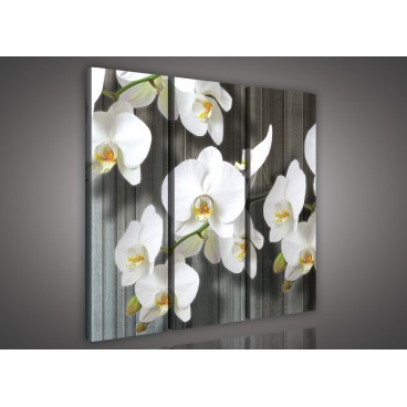 Obraz na plátne viacdielny - OB3291 - Biela orchidea