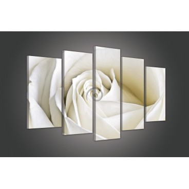 Obraz na plátne viacdielny - OB3436 - Biela ruža