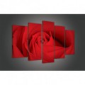 Obraz na plátne viacdielny - OB3437 - Červená ruža