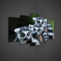 Obraz na plátne viacdielny - OB3637 - Lemury