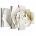 Obraz na plátně vícedílný - OB3953 - Bílá růže