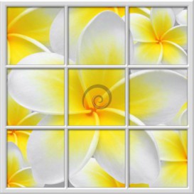 Fototapeta - FT0272 - Štvorcové okno - žltobiely kvet