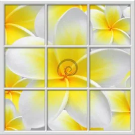 Fototapeta - FT0272 - Štvorcové okno - žltobiely kvet