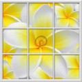 Fototapeta - FT0272 - Štvorcové okno - žltobiely kvet