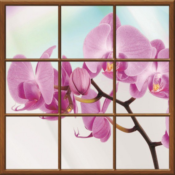 Fototapeta - FT0273 - Štvorcové okno - ružová orchidea