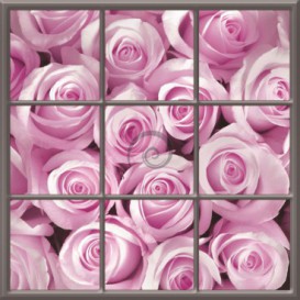 Fototapeta - FT0274 - Štvorcové okno - ružové ruže